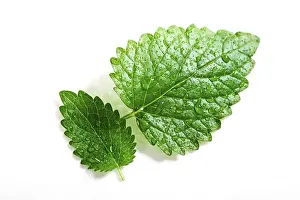 Lamiales Family Plants Prints: Two mint leaves