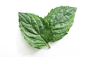 Alternative Medicine Herbs Prints: Two mint leaves