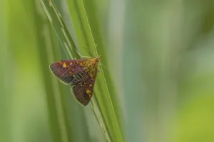 Wildlife Photography Moths Prints: Mint Moth
