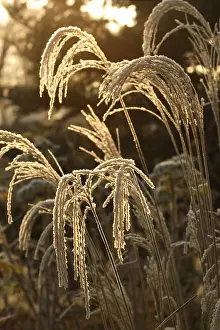 No People Outdoors Prints: (Miscanthus) sinensis