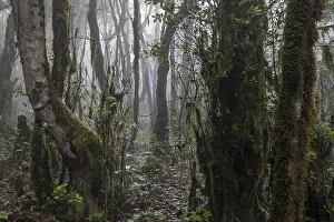 Cloud Forest Prints: Mist in the cloud forest, laurel forest