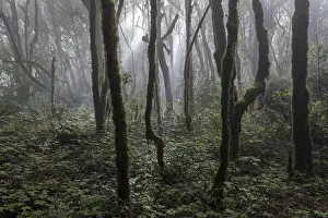 Moss Covered Tree Trunks Europe Prints: Mist in the cloud forest, laurel forest
