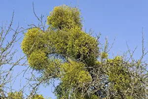 Mistletoe On Fruit Tree Prints: Mistletoe (Viscuml) on fruit tree