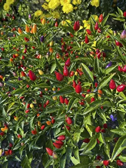 Southeast Asia Agriculture Prints: Mixed colored chilli peppers on tree