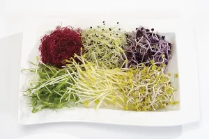 Vegetable Nutrition Prints: Mixed sprouts: beetroot, garlic