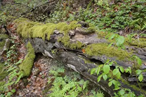 Dead Wood Landscape Prints: Modernizing tree trunk, tree trunk