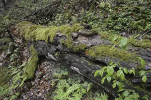 Overgrown With Moss Prints: Modernizing tree trunk, tree trunk