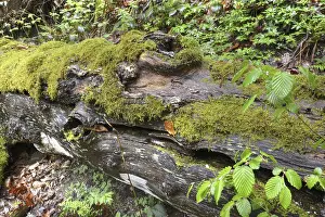 Overgrown With Moss Trees Prints: Modernizing tree trunk, tree trunk
