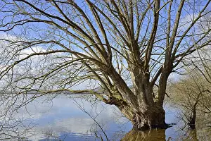 North Rhine Westphalia Scenery Prints: Mohnesee, deciduous tree on the shore