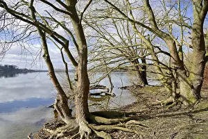 Hydroelectric Power Station Germany Prints: Mohnesee, deciduous trees on the shore