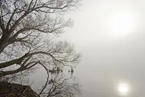 Hydroelectric Power Station Germany Prints: Mohnesee, trees on the shore
