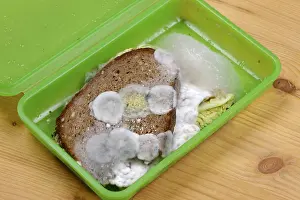 Moldy Bread Prints: Moldy bread, snack in a box
