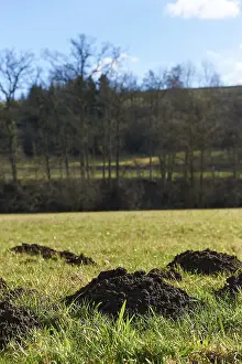 Southern Germany Outdoor Photography Prints: Molehugel, Mole, Rosengarten