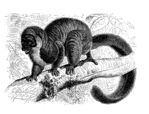 Historical Primate Illustrations Prints: Mongoose lemur (Eulemur mongoz)