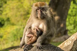 Catarrhine Primate Photos Prints: A monkey with a cub sit on a stone in the park