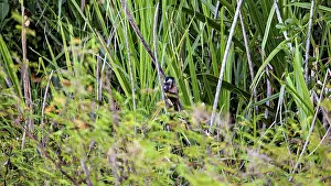 Wildlife In Bolivia Prints: A monkey is hiding in the dense