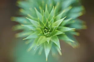 Monkey Puzzle Tree Prints: Monkey puzzle tree (Araucaria araucana)