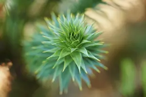 Monkey Puzzle Tree Prints: Monkey puzzle tree (Araucaria araucana)