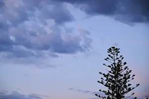 Monkey Puzzle Tree Prints: Monkey puzzle tree (Araucaria araucana) in front of colored clouds
