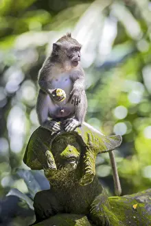 Tropical Rainforest Environment Prints: Monkey at Sacred Monkey Forest