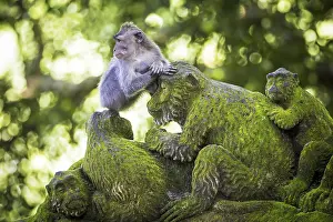Framed Print : Monkey Print from Sacred Monkey Forest, Ubud