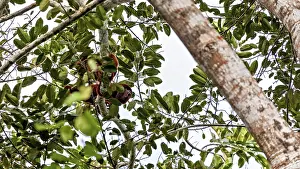 Prints of A monkey sits high up on a branch, surrounded by green leaves against a clear sky. The Venezuelan red howlers in the Amazon Basin near Rurrenabaque in Bolivia (Alouatta seniculus) Howler Monkey Prints: Venezuelan Red Howler Monkey Print