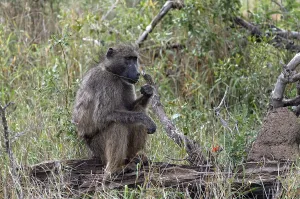 Chacma Baboon Prints: Monkey sits on a log and chews grass