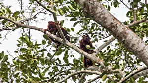 Prints of Two monkeys sit together on a branch, surrounded by dense foliage in the jungle: the Venezuelan red howlers in the Amazon Basin near Rurrenabaque in Bolivia (Alouatta seniculus) Howler Monkey Prints: Venezuelan Red Howler Monkeys Print