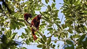 Prints of Three monkeys sit side by side on a branch, surrounded by light green leaves and a blue sky. The Venezuelan red howler monkeys in the Amazon Basin near Rurrenabaque in Bolivia (Alouatta seniculus) Howler Monkey Prints: Venezuelan Red Howler Monkeys Print