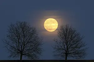 Deserted Forest At Night Prints: Full moon behind a row of trees, St