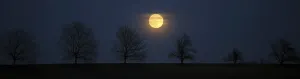 Southern Germany Panorama Shot Prints: Full moon behind a row of trees, St