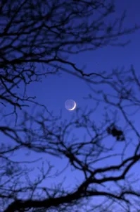 Nighttime Nature Photography Prints: Moon shining through leafless branches