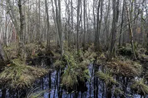 Northern German Wetlands Prints: Moorland in the pristine DarBwald