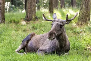 Framed Print : Moose Print by ImageBROKER Framed Print : Moose Print by ImageBROKER