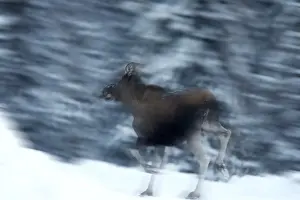 Snowy Scandinavian Landscape Prints: A moose in Norway