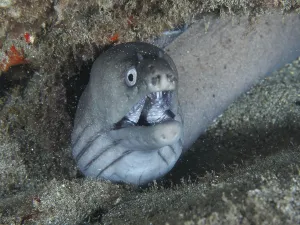 Prints of A moray eel with its mouth open, the Prince August moray (Muraena augusti), peering out from a rocky underwater hiding place, Playa dive site, Los Cristianos, Tenerife, Canary Islands, Spain Moray Eel Prints: A Moray Eel Print, Tenerife, Canary Islands