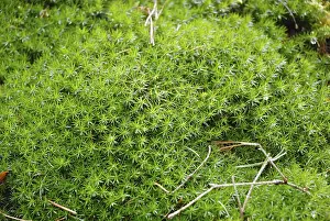 Nature Botany Photography Prints: Moss