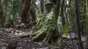 Spanish Mountainous Region Prints: Moss-covered tree trunks in a thick