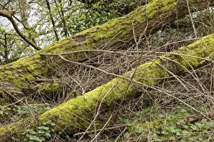 UK Waterfront Scene Prints: Moss-covered tree trunks, waterfront