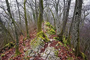 Uninhabited Mountain Landscape Prints: Moss-covered trees surrounded by distinctive limestone formation