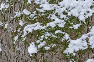 Moss Covered Trees Europe Prints: Moss and snow on the bark of a tree