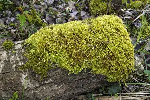 North Rhine Westphalia Trees Prints: Moss on a tree trunk, close-up