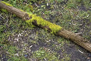 Moss Covered Tree Trunks Prints: Moss on a tree trunk, close-up view
