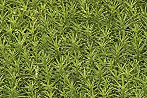 Mosses Print from Algae and Bryophyta Plant Group