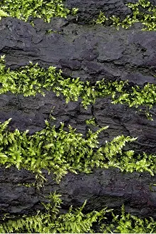 Moss Covered Tree Trunks Prints: Mosses growing on a tree trunk