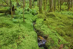 Prints of Mossy forest soil interspersed with a small stream, Loch Awe, Scotland, United Kingdom, Great Britain Lake Prints: Mossy forest soil print, Loch Awe, Scotland