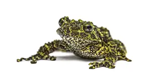 Batrachian Species Prints: Mossy frog, Theloderma corticale