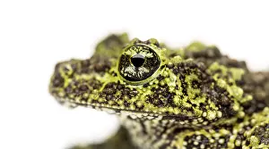 Theloderma Corticale Prints: Mossy frog, Theloderma corticale