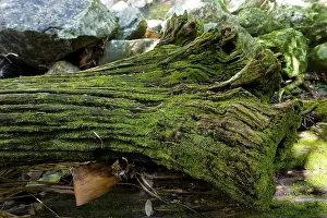 Mossy Tree Trunk Prints: Mossy lying tree trunk, tree, lying