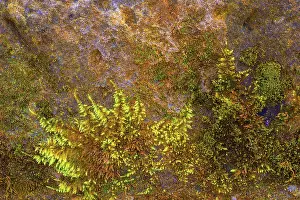 German Federal Republic Structures Prints: Mossy sand-lime brick, background structure